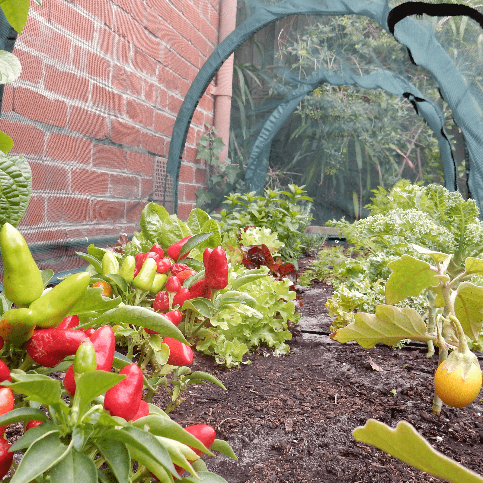 2m NET Garden Tunnel